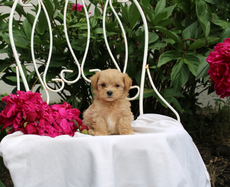 puppy, for, sale, Maltipoo, Matthew B. Stoltzfus, dog, breeder, Gap, PA, dog-breeder, puppy-for-sale, forsale, nearby, find, puppyfind, locator, puppylocator, aca